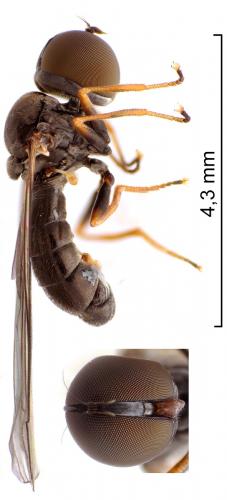 Réf. 224 382 : Dorylomorpha sp.